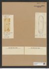Huttonia alternans Gr. e. St. (de-Toni-Nr.: Genus 185, Species 4613) Zeichnungen Sammlung Grunow Nr. 8224 (NHMW-BOT-W0377611)